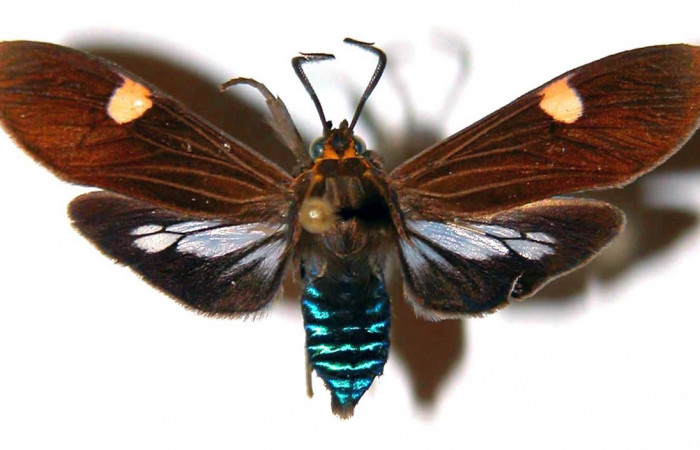 Fig- 3 Posición dorsal del macho <i>Aclytia</i> heberDHJ02 (Erebidae). (90-SRNP-2085.2-DHJ39086).