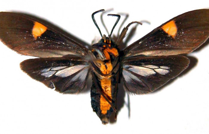 Fig- 4 Posición ventral del macho <i>Aclytia</i> heberDHJ02 (Erebidae). (90-SRNP-2085.2-DHJ39087).