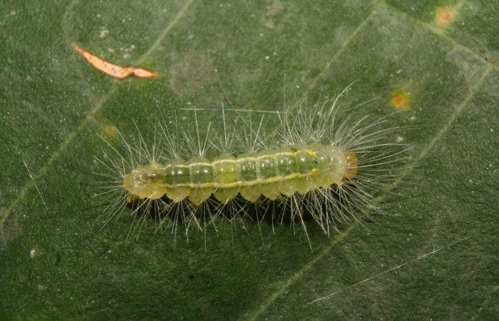 Fig. 5 Posición dorsal del penúltimo estadío <i>Aclytia</i> heberDHJ02 (Erebidae) sobre <i>Forsteronia spicata</i> (Apocynaceae). 10 de Febrero 2014, Medrano Sector Pitilla. (14-SRNP-70336-DHJ703929).
