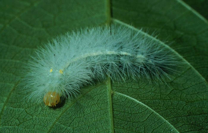 Fig. 7 Posición frontal del último estadío de <i>Aclytia</i> heberDHJ02 (Erebidae) sobre <i>Forsteronia spicata</i> (Apocynaceae). 29 de Julio 1989 Bosque San Emilio Sector Santa Rosa. (89-SRNP-823-DHJ11845).