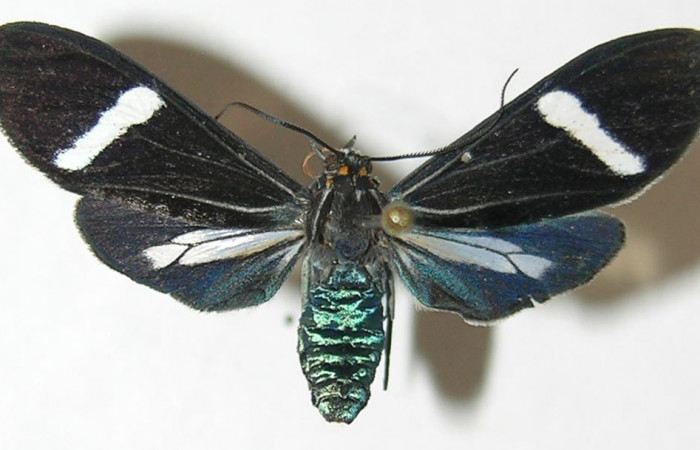 Fig- 9 Posición dorsal de <i>Aclytia</i> albistrigaDHJ02 (Erebidae). (08-SRNP-71964-DHJ504504).