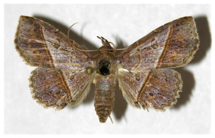 Fig.10 adulto <i>Antiblemma ceras</i>  mostrando parte .dorsal, comparación entre especies.  Voucher: 05-SRNP-5421-DHJ320866.jpg