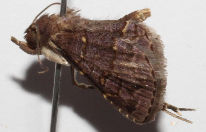 Fig.1 Adulto <i>Antiblemma mundicola</i>  mostrando la parte lateral para mostrar caracteristica bucal llamada palpos.  Voucher: 14-SRNP-43405-DHJ903775.jpg 