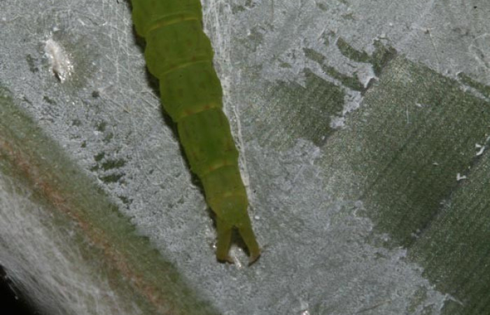 Fig.2 Larva  <i>Antiblemma mundicola</i> en último estadío mostrando la parte propatas, carácter importante de la familia Erebidae. Voucher: 14-SRNP-41110-DHJ708698.jpg