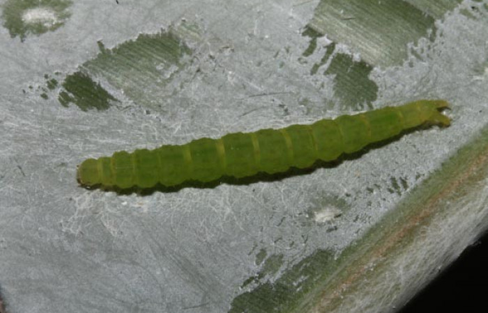 Fig.5  Larva <i>Antiblemma mundicola</i>  mostrando parte dorsal. Voucher: 14-SRNP-41110-DHJ708695.jpg