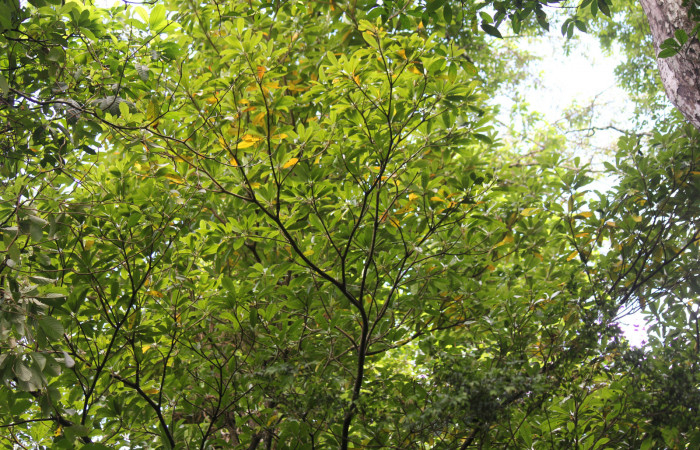 Fig. 10 Planta de <i>Manilkara chicle</i> hospedera de larva <i>Paiwarria umbratus</i> (Lycanidae), Los Almendros, Sector El Hacha, 290m.