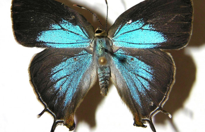Fig. 1 Adulto <i>Paiwarria umbratus</i> (Lycanidae), vista dorsal mide 31mm. Sendero Natural, Sector Santa Rosa, 290m. 01-SRNP-15706-DHJ362804.