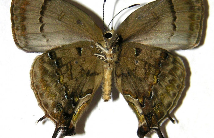 Fig. 2 Adulto <i>Paiwarria umbratus</i> (Lycanidae), vista ventral mide 31mm. Sendero Natural, Sector Santa Rosa, 290m. 01-SRNP-15706-DHJ362805.