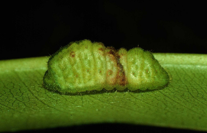 Fig. 3 Larva <i>Paiwarria umbratus</i> (Lycanidae), vista dorsal mide 31mm. Sendero Natural, Sector Santa Rosa, 290m. 97-SRNP-2876-DHJ41999.jpg