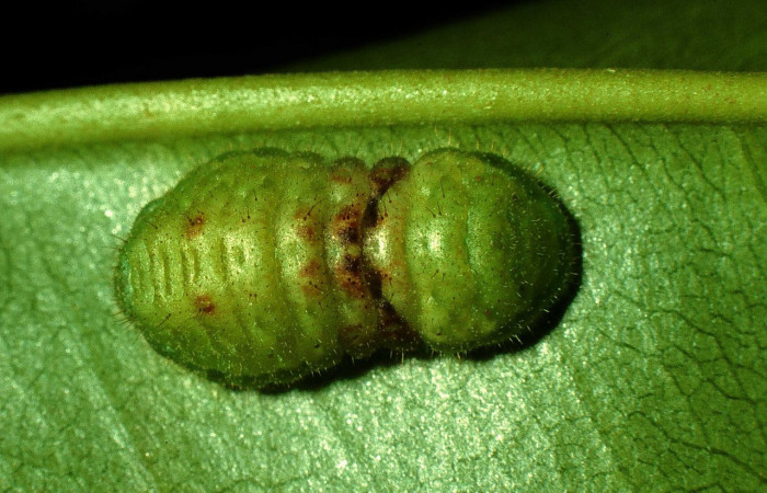 Fig. 4 Larva <i>Paiwarria umbratus</i> (Lycanidae), vista dorsal mide 31mm. Sendero Natural, Sector Santa Rosa, 290m. 97-SRNP-2876-DHJ42001.jpg