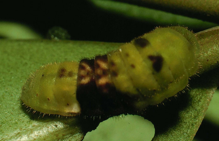 Fig. 5 Larva <i>Paiwarria umbratus</i> (Lycanidae), vista dorsal mide 31mm. Sendero Natural, Sector Santa Rosa, 290m. 94-SRNP-8502-DHJ26990.jpg