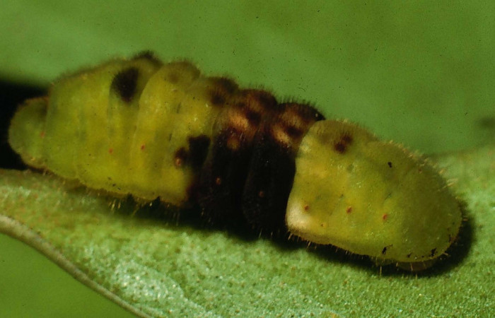 Fig. 6 Larva <i>Paiwarria umbratus</i> (Lycanidae), vista dorsal mide 31mm. Sendero Natural, Sector Santa Rosa, 290m. 94-SRNP-8502-DHJ26991.jpg