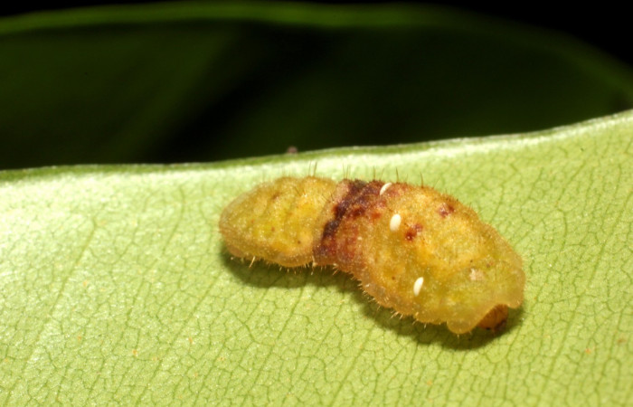 Fig. 7 Larva <i>Paiwarria umbratus</i> (Lycanidae), vista dorsal mide 31mm. Sendero Natural, Sector Santa Rosa, 290m. 15-SRNP-10213-DHJ804998.jpg