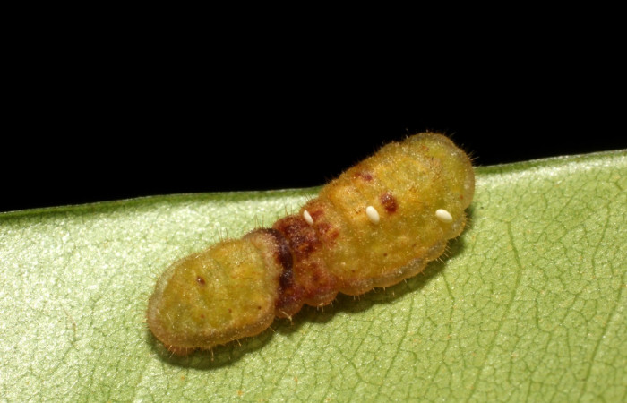 Fig. 8 Larva <i>Paiwarria umbratus</i> (Lycanidae), vista dorsal mide 31mm. Sendero Natural, Sector Santa Rosa, 290m. 15-SRNP-10213-DHJ804997.jpg