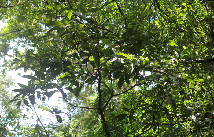 Fig. 9 Planta de <i>Manilkara chicle</i> hospedera de larva <i>Paiwarria umbratus</i> (Lycanidae), Los Almendros, Sector El Hacha, 290m.