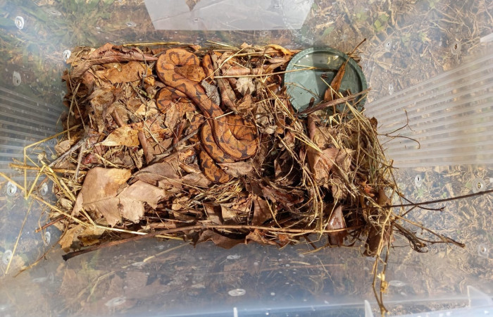 boa arborícola anulada <i>Corallus annulatus</i>  Foto: PMCVS