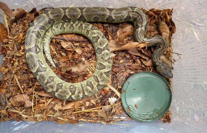 boa arborícola de Madagascar <i>Sanzinia madagascariensis</i>  Foto: PMCVS