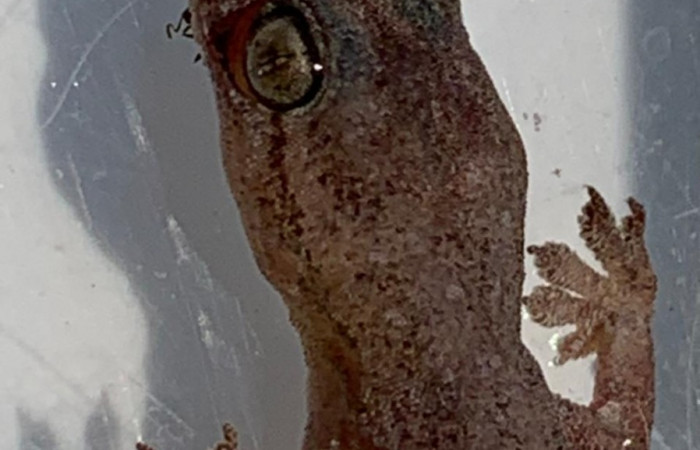 Gecko casero <i>Hemidactylus</i>  Foto: PMCVS