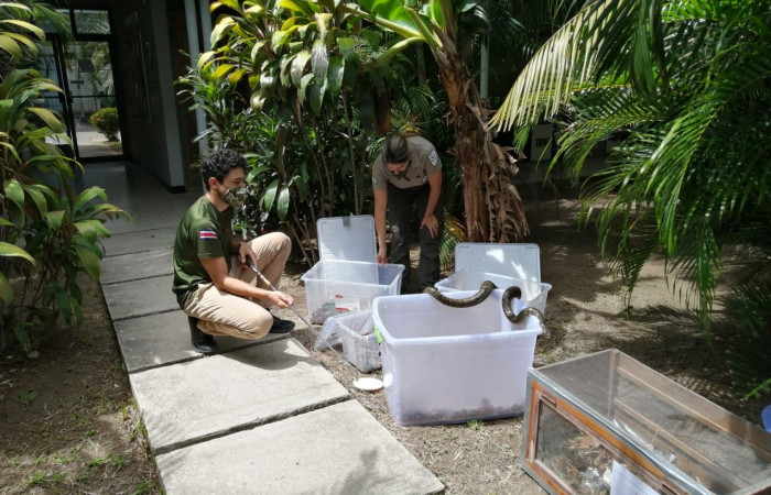 Programa de Manejo y Conservación de Vida Silvestre (PMCVS)  25 de abril 2021  Oficina Subregional Liberia, Guanacaste  Foto: PMCVS