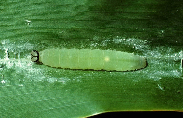 Figura 8. Detalle de prepupa <i>Vettius aurelius</i> (Hesperiidae). (02-SRNP-14959-DHJ66973).