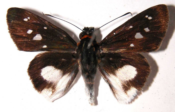 Figura 22. Adulto (macho) dorsal, <i>Vettius aurelius</i> (Hesperiidae). (02-SRNP-2984- DHJ37040).