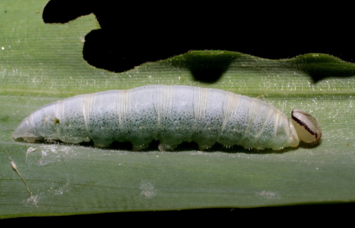 Figura 16. Detalle lateral <i>Vettius</i> fantasosDHJ02 (Hesperiidae). (05-SRNP-59283-DHJ408590).