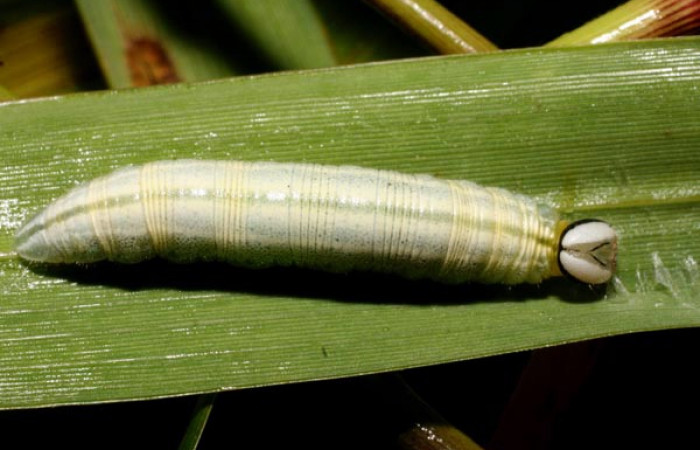 Figura 14. Detalle en último estadío, <i>Vettius conka</i> (Hesperiidae). (10- SRNP-36049-DHJ477643).