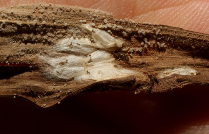 Figura 11. Detalle de parásito, Hormius carloswalkeri (Braconidae), <i>Vettius aurelius</i> (Hesperiidae). (11-SRNP-72739- DHJ802317).