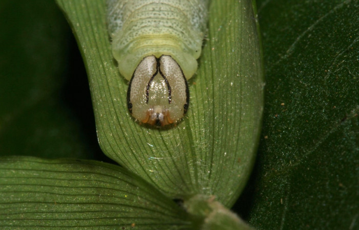 Figura 7. Detalle de cabeza, <i>Vettius aurelius</i> (Hesperiidae). (12- SRNP-30032-DHJ485149).