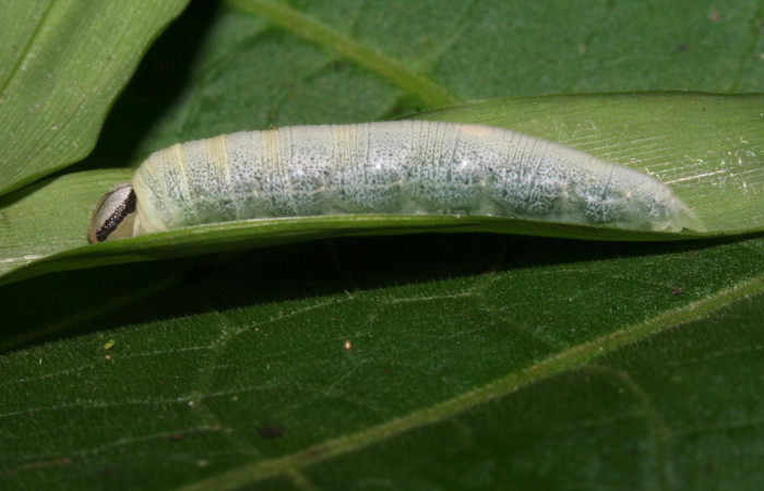 Figura 4. Detalle lateral, <i>Vettius aurelius</i> (Hesperiidae). (12- SRNP-30032-DHJ485154).