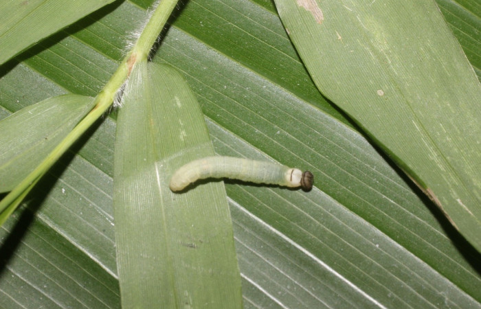 Figura 2. Detalle de tercer estadío, <i>Vettius aurelius</i> (Hesperiidae). (15- SRNP-55288-DHJ492306).