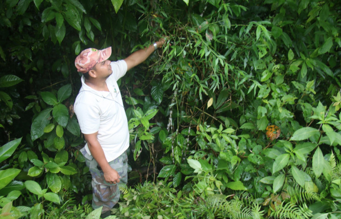 Fig 1. Unas de las planta hospedera donde más se alimenta <i>Vettius aurelius</i> (Hesperiidae) <i>Lasiacis ruscifolia</i> (Poaceae). Foto, Minor Carmona. Sendero Aura Estación Biológica Wege, 09 de mayo 2021.  Aquí el compañero Ángel Hernández colectando en <i>Lasiacis ruscifolia</i> (Poaceae.
