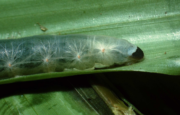 Fig. 4. Detalle lateral posterior de <i>Aroma aroma</i> (Hesperiidae), vista de espiráculos y traquea. Voucher: 03-SRNP-31062-DHJ81082.