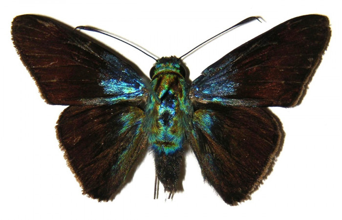 Fig. 17. Macho de <i>Aroma aroma</i> (Hesperiidae) vista dorsal. Voucher: 04-SRNP-1708-DHJ304190. 