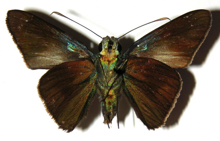 Fig. 18. Macho de <i>Aroma aroma</i> (Hesperiidae) vista ventral. Voucher: 04-SRNP-1708-DHJ304191. 