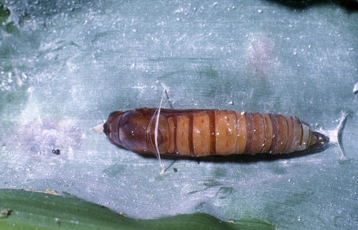 Fig. 12. Pupa de <i>Aroma aroma</i> (Hesperiidae), vista dorsal, seda blanca sobre la hoja. Voucher: 04-SRNP-23480-DHJ86491.