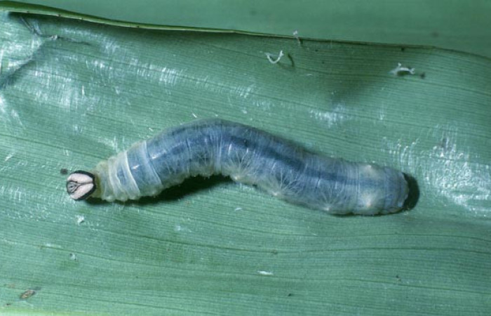 Fig. 6. Larva de <i>Aroma</i> henricusDHJ01 (Hesperiidae), comiendo Cyclanthus bipartitus (Cyclanthaceae). Voucher: 04-SRNP-2835-DHJ84329.