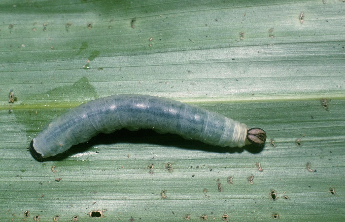 Fig. 2. Larva de <i>Aroma aroma</i> (Hesperiidae), comiendo <i>Cyclanthus bipartitus</i> (Cyclanthacea). Voucher: 04-SRNP-42549-DHJ87194.