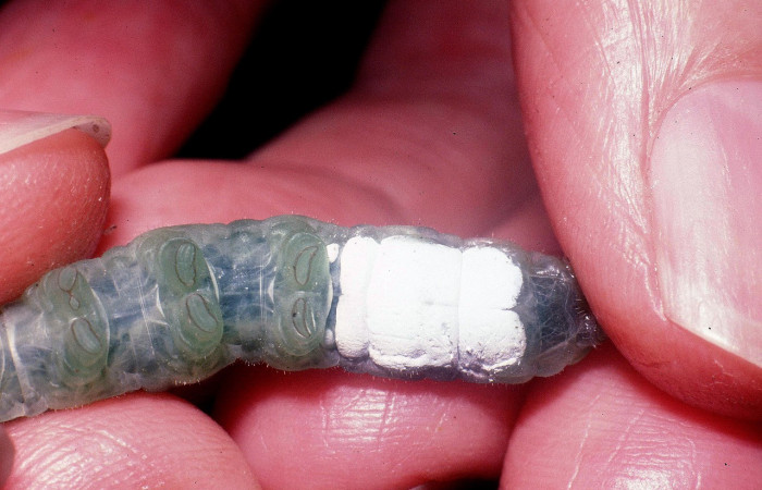 Fig. 5. Detalle ventral posterior de <i>Aroma aroma</i> (Hesperiidae), área de color blanco. Voucher: 03-SRNP-31062-DHJ81083.