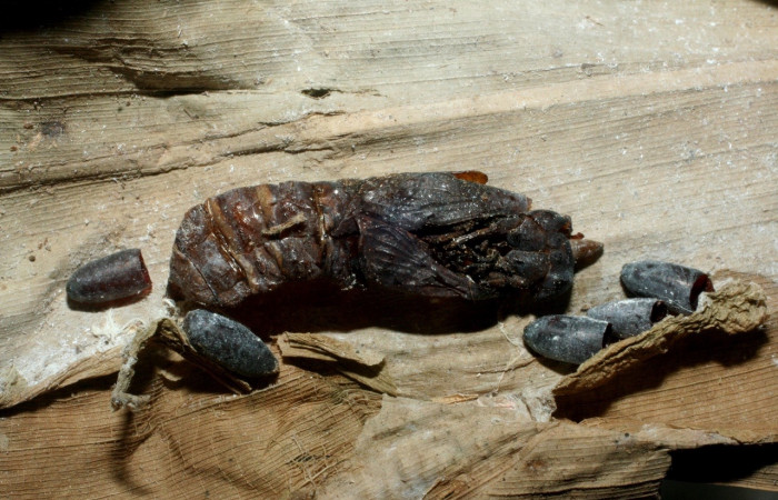 Fig. 16. Puparios de parásitos de Tachinidae (Diptera) en pupa de <i>Aroma aroma</i> (Hesperiidae). Voucher: 09-SRNP-40540-DHJ456854.