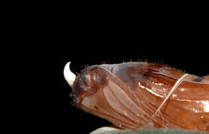 Fig. 10. Detalle  cabeza de pupa <i>Aroma</i> henricusDHJ02 (Hesperiidae). Vista lateral Voucher: 13-SRNP-31034-DHJ701322.