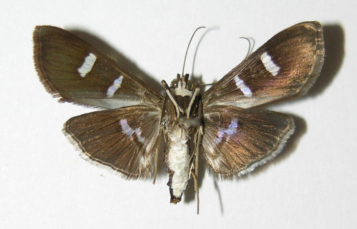 Fig 6. Adulto <i>Desmia</i> Solis19, vista ventral, 29 mm en alas extendidas(hembra). Voucher 00-SRNP-10541-DHJ336491.