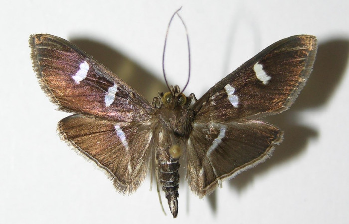 Fig 7. Adulto <i>Desmia</i> Solis19, vista dorsal, 29 mm en alas extendidas, vista dorsal (macho) Voucher 00-SRNP-10544-DHJ336492.