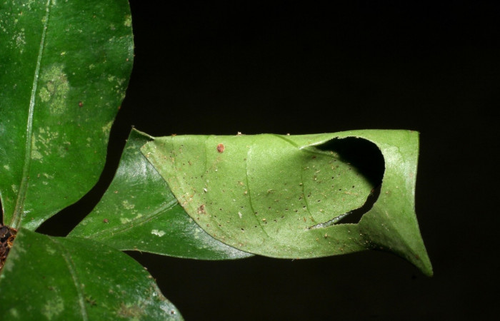 Fig 15. Casa de larva <i>Desmia</i> ploralisDHJ03.
Voucher 08-SRNP-41180-DHJ442440.jpg.