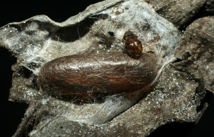 Fig 11. Capullos de parásitos <i>Eiphosoma</i> macrumDHJ04, de la familia (Ichneumonidae), parásito en larva <i>Desmia Solis19</i>. Voucher 08-SRNP-4496- DHJ453248.jpg.