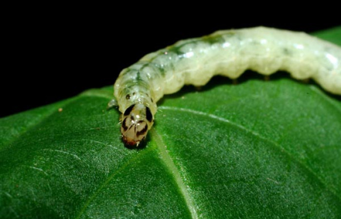 Fig 2. <i>Desmia</i> Solis19,  largo 23 mm, último estadio, se  localizado en, Potrero Argentina, Sector San Cristóbal  
Voucher 09-SRNP-1941-DHJ453941.jpg.