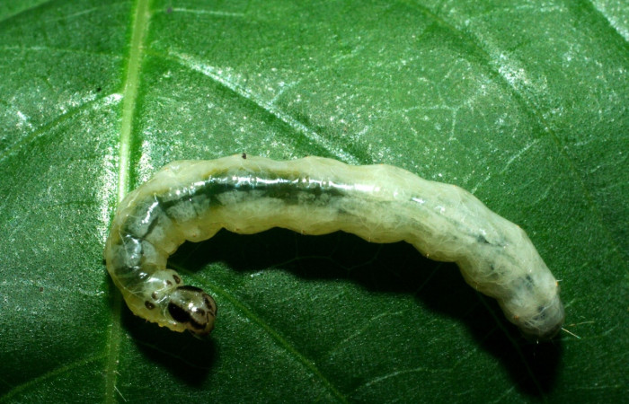 Fig 3. Larva <i>Desmia</i> Solis19, (Crambidae), largo 23 mm, último estadio, localizado en, Potrero Argentina, Sector San Cristóbal.
Voucher 09-SRNP-1941-DHJ453946.jpg