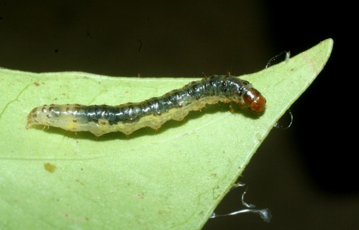 Fig 13. Larva <i>Desmia</i> ploralisDHJ03, (Crambidae), largo 16 mm, ultimo estadio, localizado en, Sendero Venado, Sector Rincon Rain Forest. 
Voucher 09-SRNP-41270-DHJ459526.jpg.
