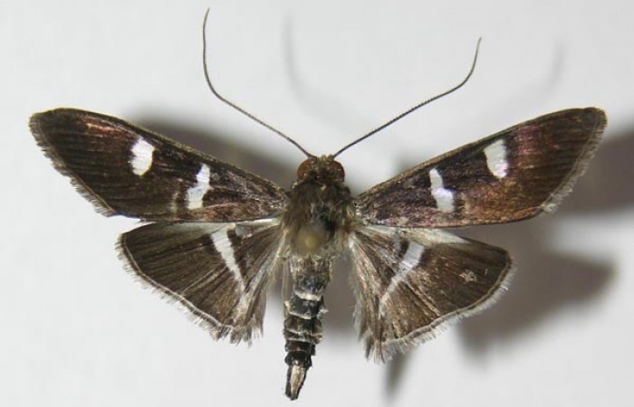 Fig 14. Adulto <i>Desmia</i> ploralisDHJ03, vista dorsal,  25 mm en alas abiertas. 
Voucher 13-SRNP-2362-DHJ576894.