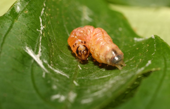 Fig 4. Prepupa <i>Desmia</i> Solis19, (Crambidae), Sendero Cima, largo 15 mm, último estadio. 
Voucher 18-SRNP-35453-DHJ734980.jpg.